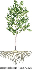 Árbol de abedul joven (Betula pendula) con sistema de raíces y corona verde aislado sobre fondo blanco	