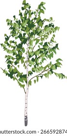 Árbol de abedul joven con la corona verde aislada en el fondo blanco	