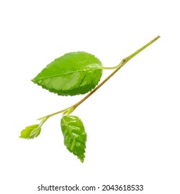 Young branch isolated. Spring tree twig with light green leaves on white background, vector illustration