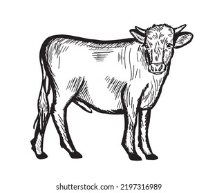 Young bull calf hand drawn sketch.Farming livestock.Vector illustration.