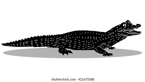 Young cayman, vector illustration