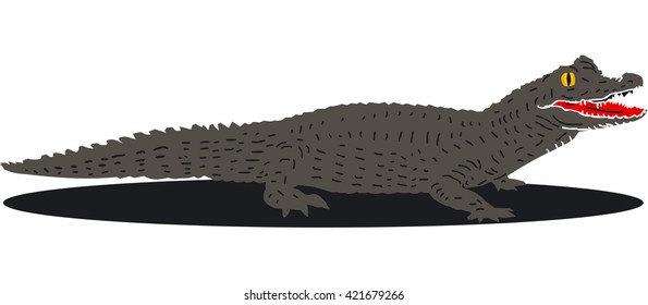 Young cayman, vector illustration