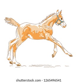 Young chestnut foal is running, vector Illustration