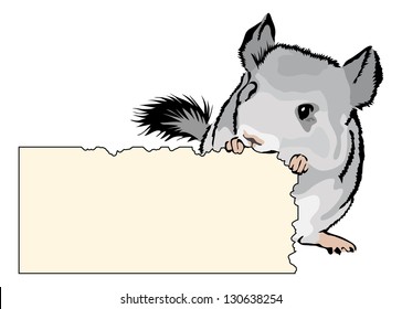 young Chinchilla nibbling on cardboard - add your own text