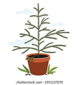 Young Christmas tree in a clay pot. Preparation for planting a tree. Gardening season.