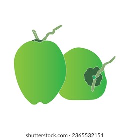 Young coconut icon vector illustration design