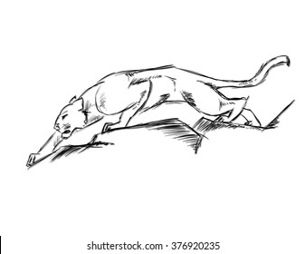 Young Cougar prepares to jump. Sketch.