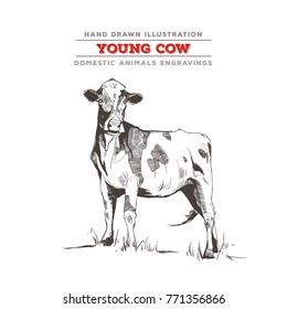 Young Cow, whole body illustration. Hand drawing with a vintage and realistic feel.