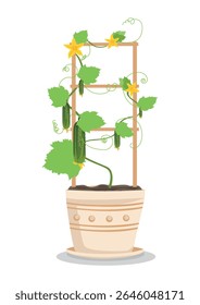 A young cucumber bush with fruits grows in a flower pot. Growing vegetables and berries at home on a balcony or windowsill. Vector illustration.