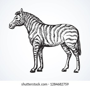 Young cute big funny stripy equid standing in grassland savannah plain. Freehand outline ink hand drawn picture sketchy in art scribble style black pen on white paper. Side view with space for text