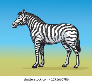 Young cute big funny stripy equid standing in grassland savannah plain. Freehand outline ink hand drawn picture sketchy in art scribble style black pen on white paper. Side view with space for text