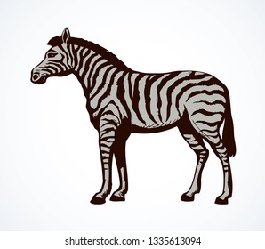 Young cute big funny stripy equid standing in grassland savannah plain. Freehand outline ink hand drawn logo pictogram in art scribble style black pen on white paper. Side view with space for text