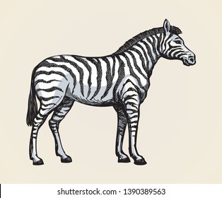 Young cute big funny stripy equid standing in grassland savannah plain. Freehand outline ink hand drawn picture sketchy in art scribble style black pen on white paper. Side view with space for text