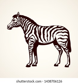 Young cute big funny stripy equid standing in grassland savannah plain. Freehand outline ink hand drawn picture sketchy in art scribble style black pen on white paper. Side view with space for text