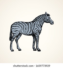 Young cute big funny stripy equid standing in grassland savannah plain. Freehand outline ink hand drawn picture sketchy in art scribble style black pen on white paper. Side view with space for text