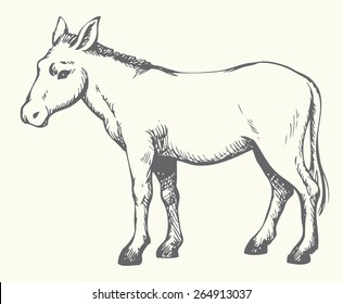 Young cute funny full grey ass standing on farmland graze. Vector monochrome freehand ink drawn background sketchy in art scribble style pen on paper. Side view with space for text