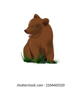 young cute grizzly bear in grass