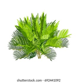 Young cycas, the color vector image on a white background