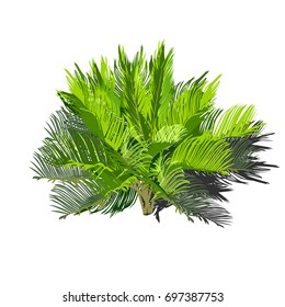 Young cycas with a shadow, the color vector image on a white background