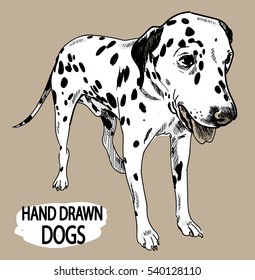 Young dalmatian. Spotted dog stands. Drawing by hand in vintage style.