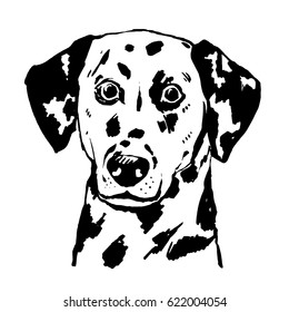 Young dalmatian vector hand drawn illustration. Black and white Spotted dog portrait.