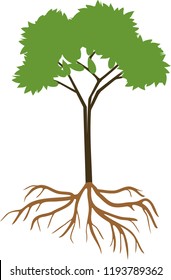 Young deciduous tree with green crown and root system on white background