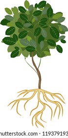 Young deciduous tree with green crown and root system on white background
