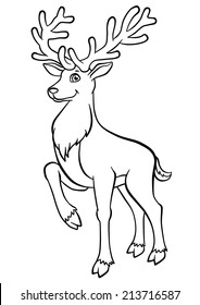 young deer in the forest