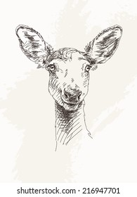 Young Deer, Hand Drawn Illustration, Vector Sketch.