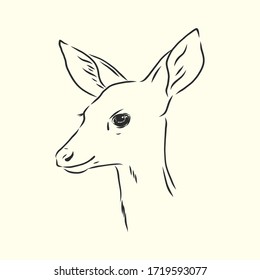 Young deer vector silhouette. fawn, vector sketch illustration