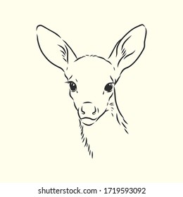 Young deer vector silhouette. fawn, vector sketch illustration