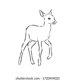 Young deer vector silhouette. fawn, vector sketch illustration