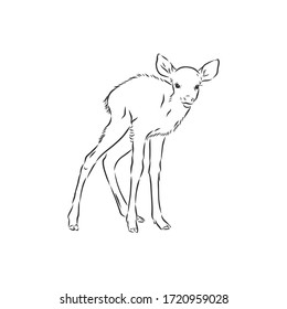 Young deer vector silhouette. fawn, vector sketch illustration