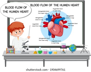 Young Doctor explaining blood flow of the human heart illustration