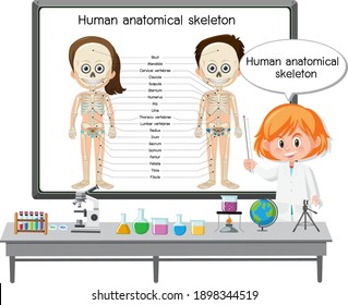 Young doctor explaining human anatomical skeleton illustration
