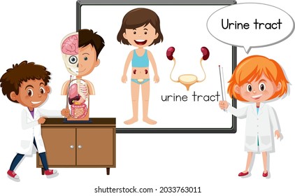 Médico joven explicando la ilustración del tracto urinario