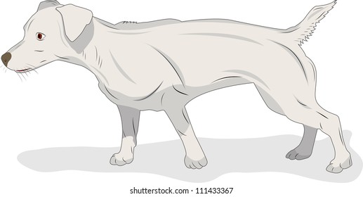 Young dog in action