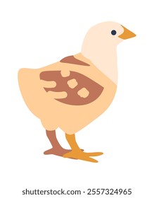 Young domestic chicken vector illustration