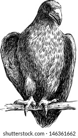 young eagle