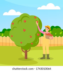 Young farmer collects apples from a tree in a basket. An apple tree on the lawn. Trees behind the fence. Gardening and agriculture. Green landscape. Blue clear sky. Harvesting. Vector illustration