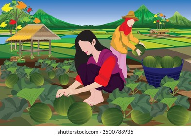 A young female agriculturist in the countryside is harvesting watermelons in her garden.vector design