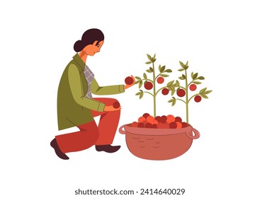 A young female farmer harvests tomatoes in her garden. Eat local. Farmers market concept.