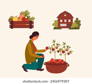 A young female farmer harvests tomatoes in her garden. Eat local. Farmers market concept.