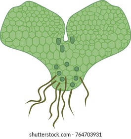 Young Fern Gametophyte (prothallus)