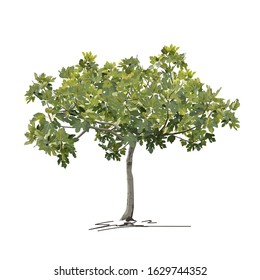 Young fig tree (Ficus carica L.) in summer (spring), before fruit formation, color vector image on white background