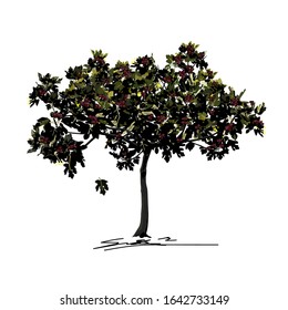 Young fig tree (Ficus carica L.) with mature fruit in late summer, fresco technique, colored vector image on white background
