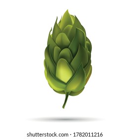 Young fir cone bud isolated on white background. Beer hop Vector illustration