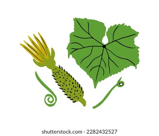 Junge, blühende Gurkenfrucht mit Blatt und Tensiden einzeln auf weißem Hintergrund. Handgezeichnete Vektorgrafik.