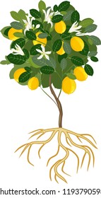 Young flowering lemon tree with ripe fruits and root system on white background