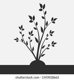 Young flowering tree. Sapling. Silhouette of a branch with leaves. 
